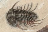 Spiny Cyphaspides Trilobite - Jorf, Morocco #189864-4